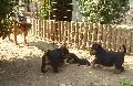 J fejek, csak kicsit durvk ezek a kis Airedale-ek (K-alom)